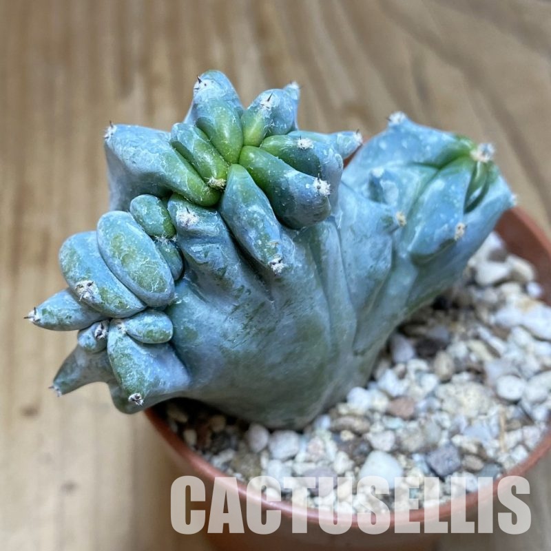 SH31141 Myrtillocactus geometrizans f. cristata