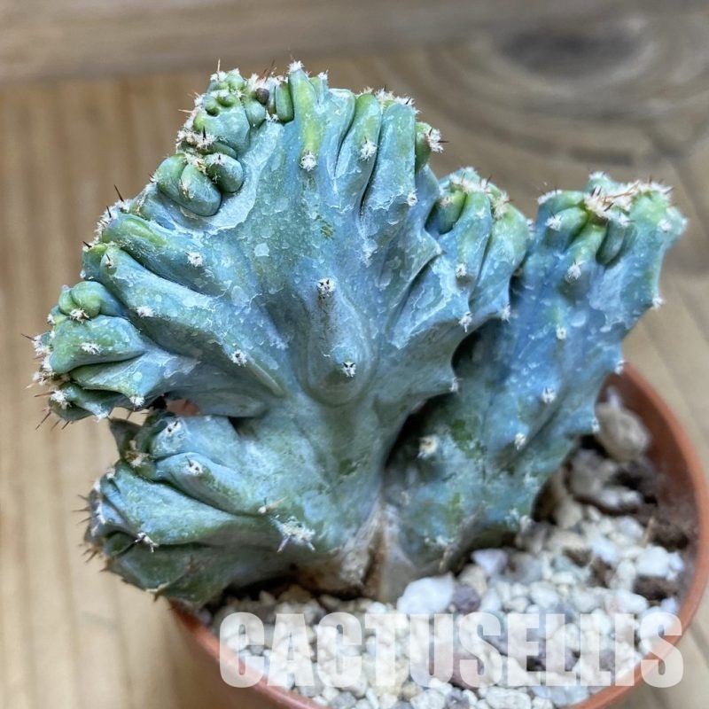 SH31142 Myrtillocactus geometrizans f. cristata