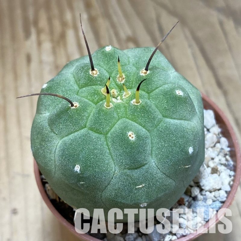 SH31143 Matucana madisoniorum