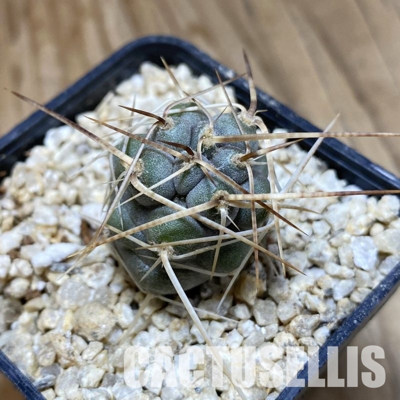 SH31144 Tephrocactus fiambalensis, seedling
