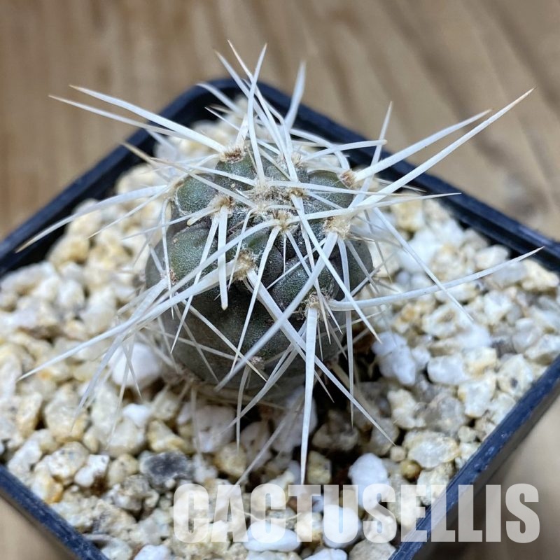 SH31145 Tephrocactus fiambalensis, seedling