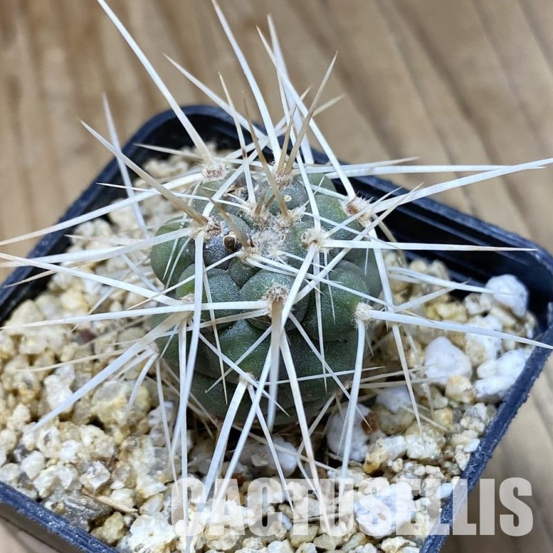 SH31146 Tephrocactus fiambalensis, seedling