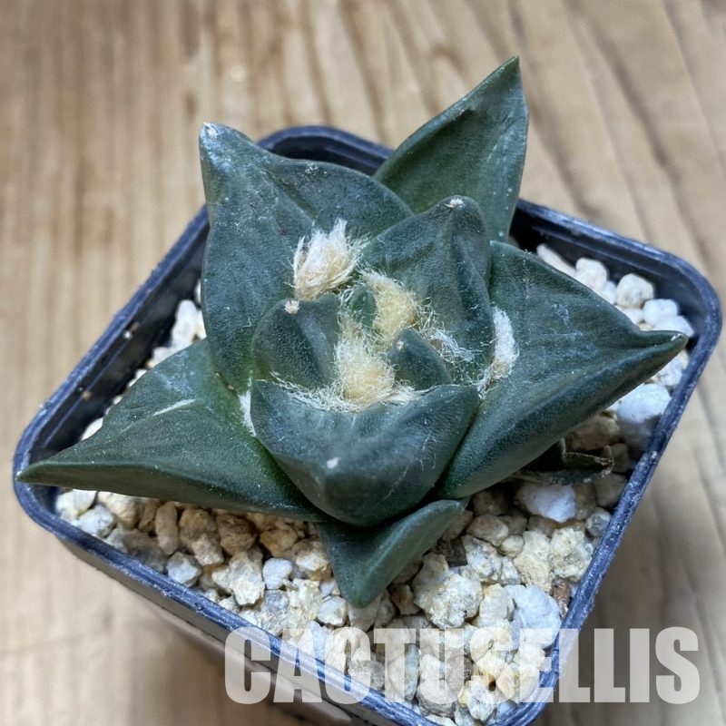 SH31148 Ariocarpus retusus, own roots seedling