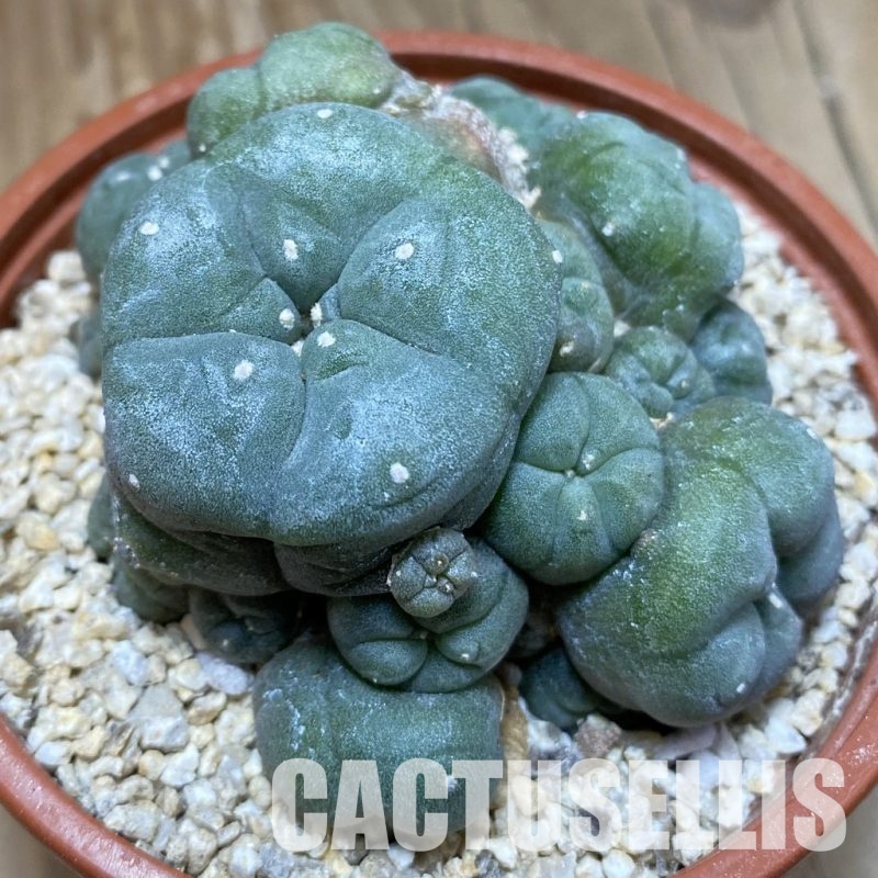 SH31151 Anhalonium v. caespitosa, 10 years old