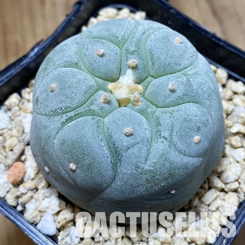 SH31153 Anhalonium frichii ‘Yatagai’ hybrid, seedling, own roots