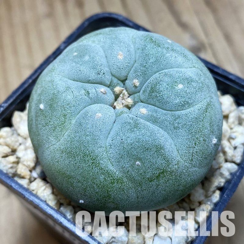 SH31154 Anhalonium frichii, seedling, own roots