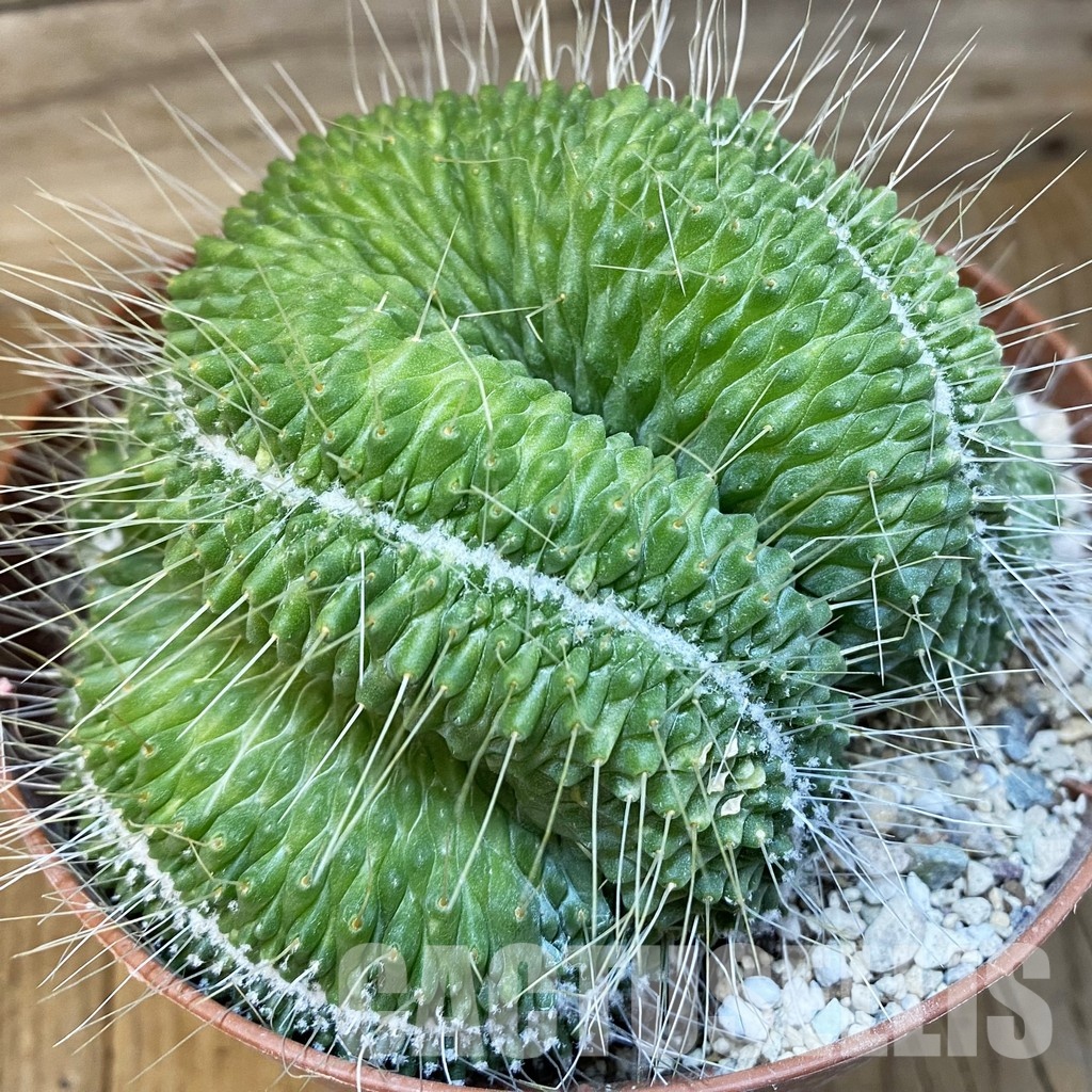 SH31192 Mammillaria spinosissima ‘Un Pico’ f. cristata