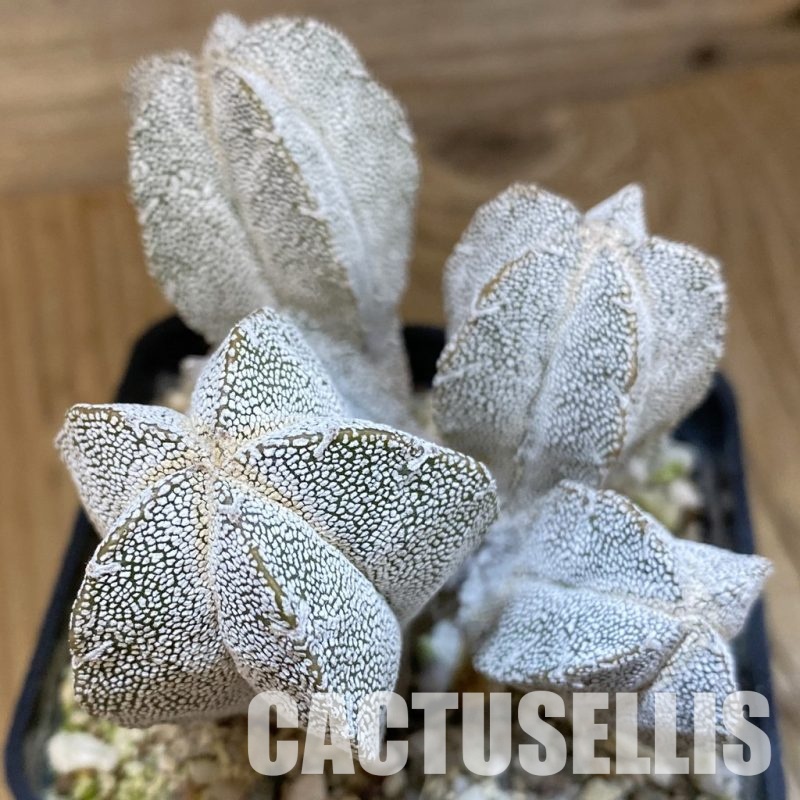 SH31221 Astrophytum myriostigma ‘Onzuka’