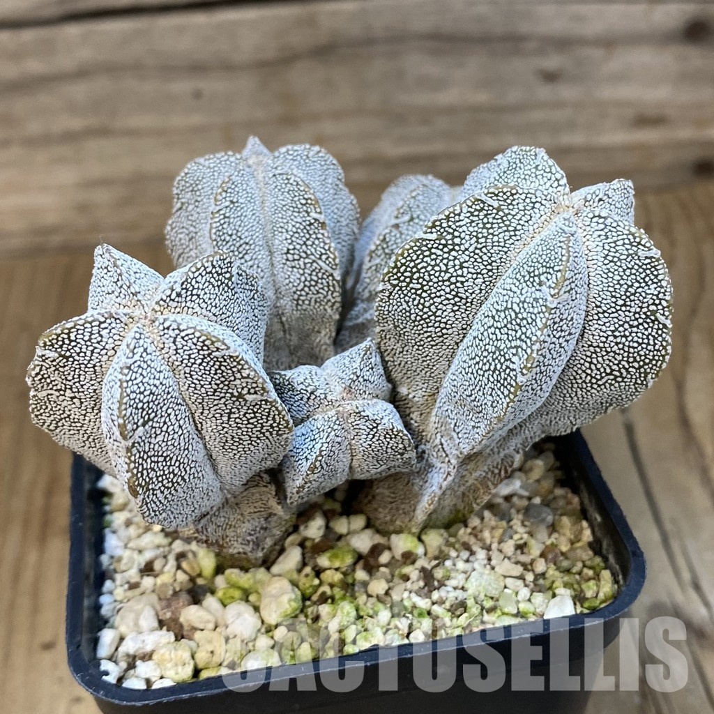 SH31221 Astrophytum myriostigma ‘Onzuka’ - Image 2