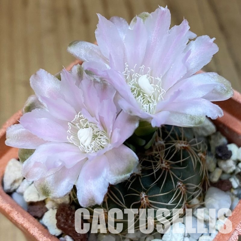 SH31283 Gymnocalycium bruchii