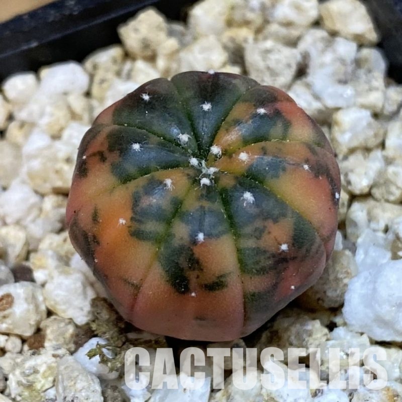 SH31284 Astrophytum asterias ‘Red Purple Skin’ f. variegata