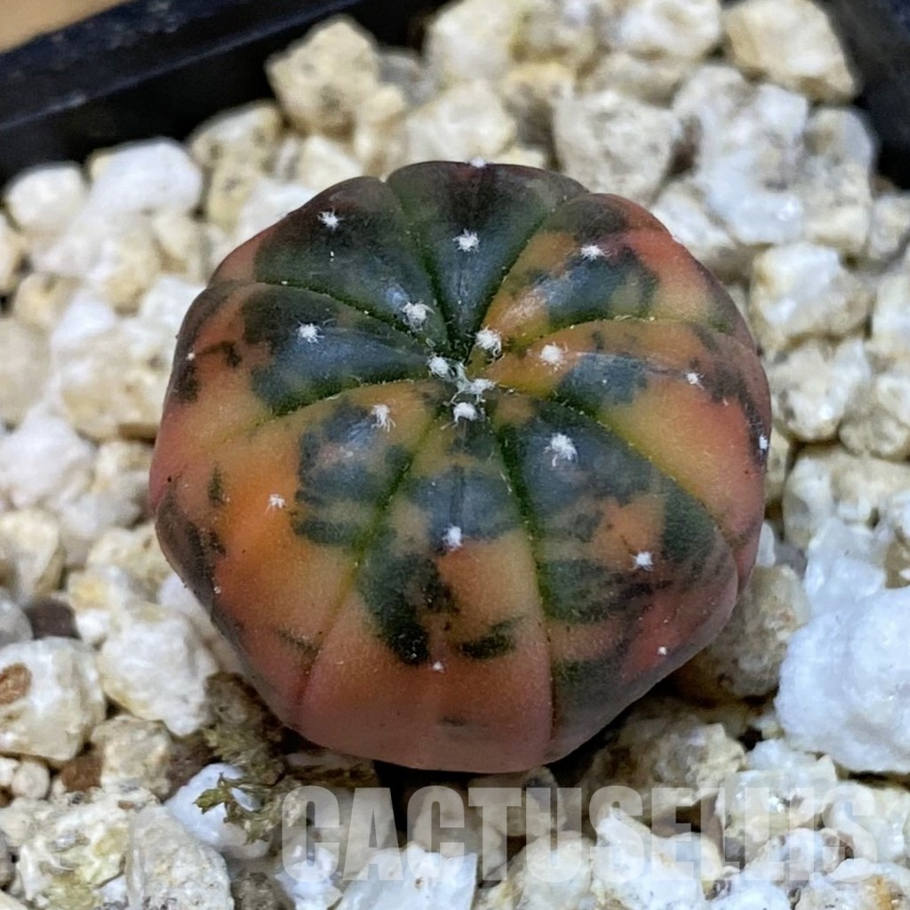 SH31284 Astrophytum asterias ‘Red Purple Skin’ f. variegata