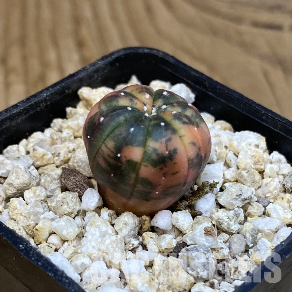 SH31284 Astrophytum asterias ‘Red Purple Skin’ f. variegata - Image 2