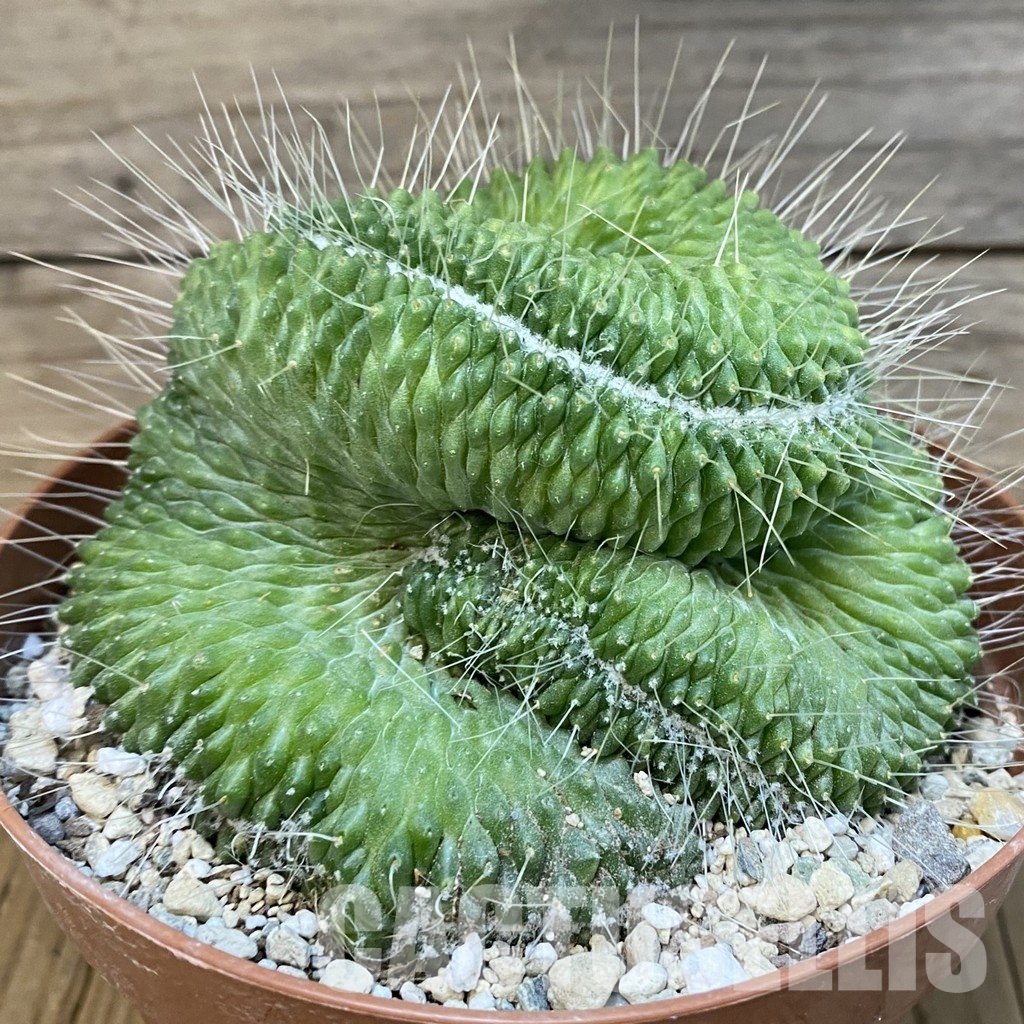 SH31192 Mammillaria spinosissima ‘Un Pico’ f. cristata - Зображення 2