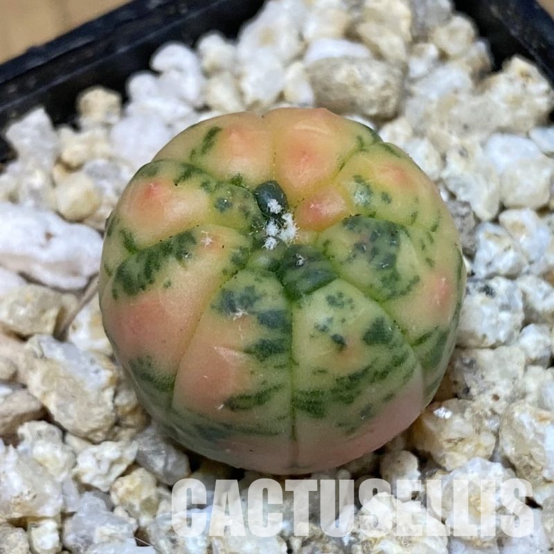 SH31285 Astrophytum asterias ‘Red Purple Skin’ f. variegata
