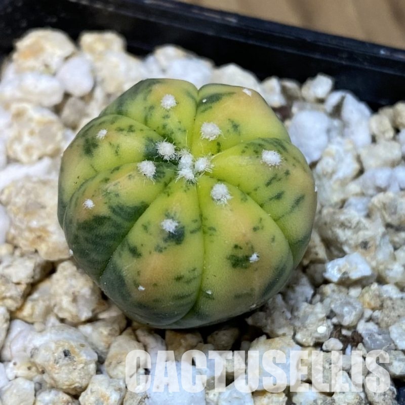 SH31286 Astrophytum asterias ‘Red Purple Skin’ f. variegata