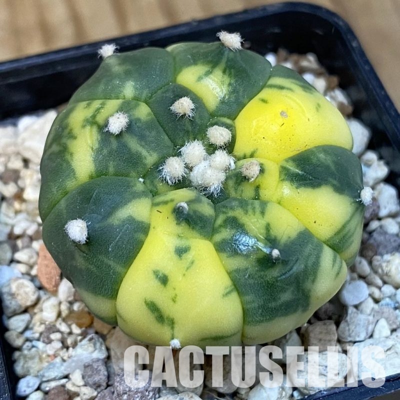 SH31287 Astrophytum asterias ‘Kikko’ f. variegata
