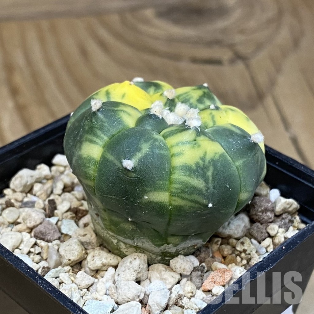 SH31287 Astrophytum asterias ‘Kikko’ f. variegata - Image 2