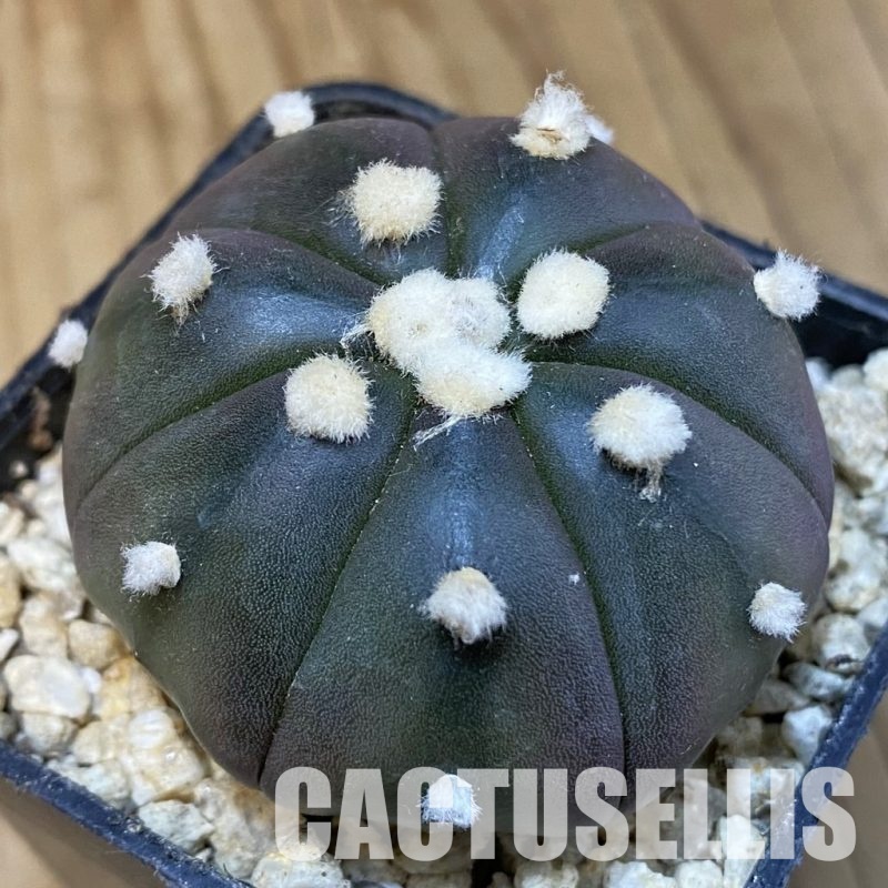 SH31288 Astrophytum asterias ‘Purple Skin’, 7-ribs