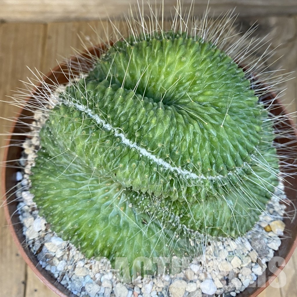 SH31192 Mammillaria spinosissima ‘Un Pico’ f. cristata - Зображення 3
