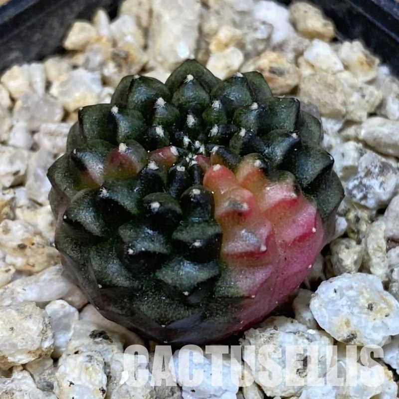 SH31290 Gymnocalycium mihanovichii ‘inermis’ f. variegata, seedling