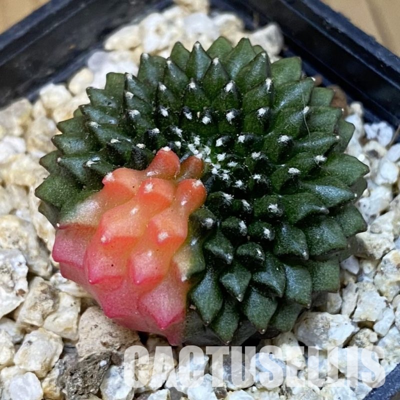 SH31291 Gymnocalycium mihanovichii ‘inermis’ f. variegata cristata, seedling