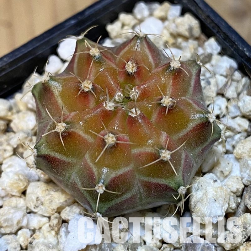 SH31292 Gymnocalycium mihanovichii ‘Neon’ hybrid