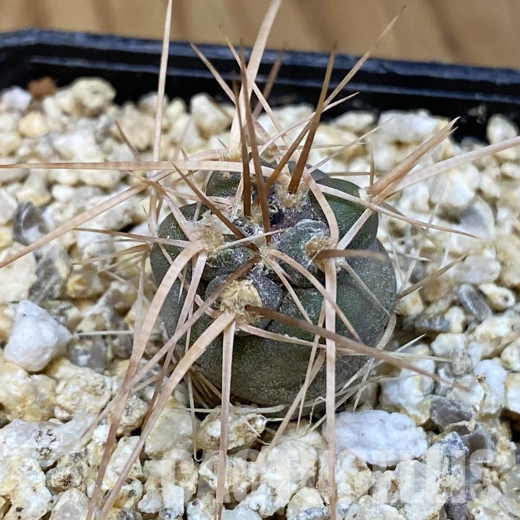 SH31294 Tephrocactus fiambalensis, seedling