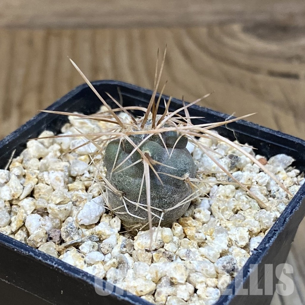 SH31294 Tephrocactus fiambalensis, seedling - 画像 (2)