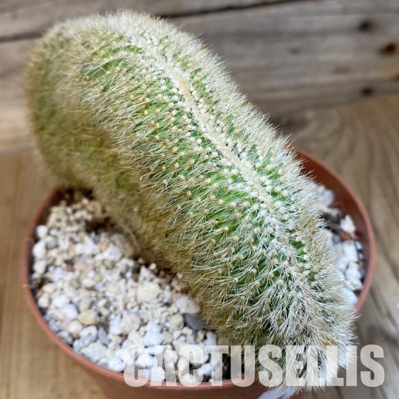SH31193 Cleistocactus winteri f. cristata