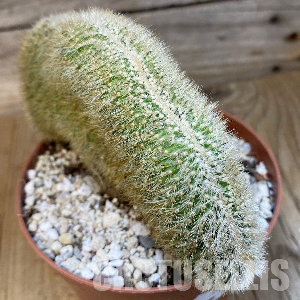 SH31193 Cleistocactus winteri f. cristata