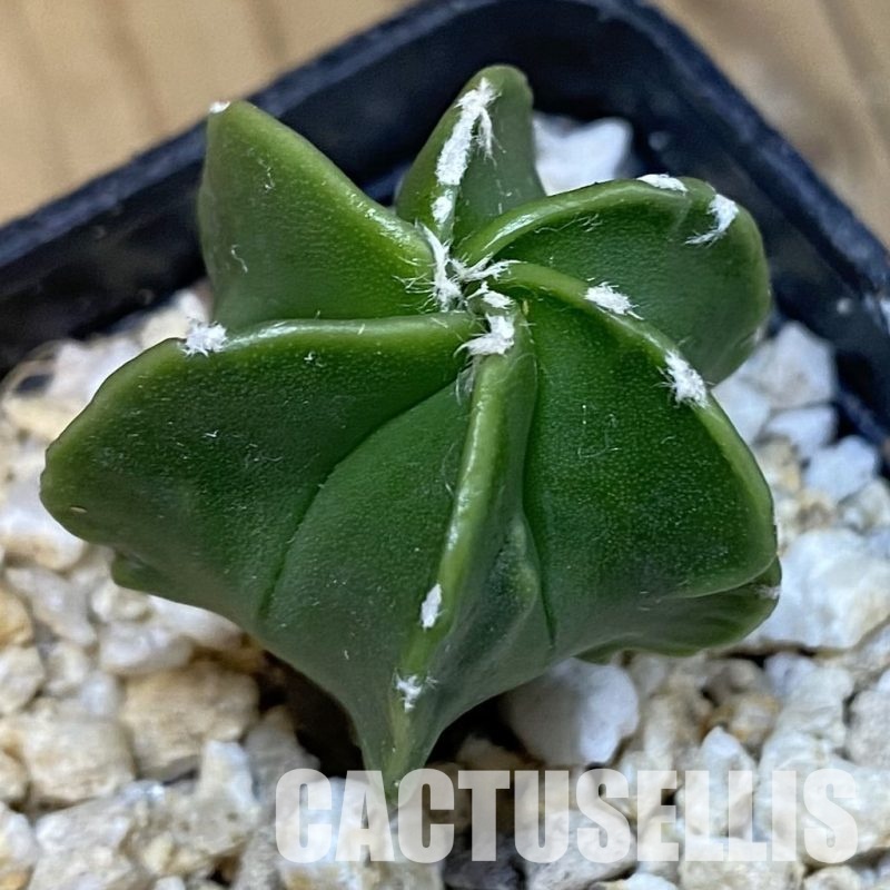 SH31295 Astrophytum myriostigma f. nudum, 6-ribs