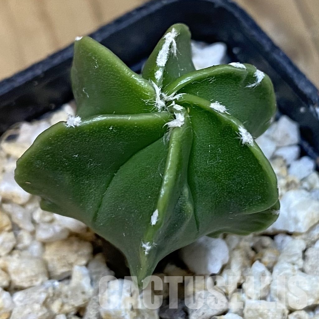 SH31295 Astrophytum myriostigma f. nudum, 6-ribs