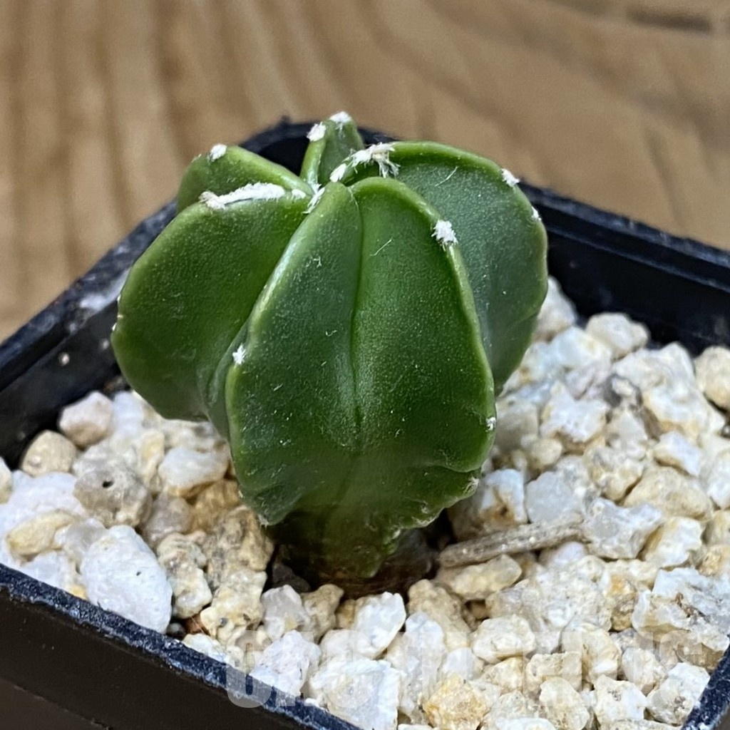 SH31295 Astrophytum myriostigma f. nudum, 6-ribs - 画像 (2)