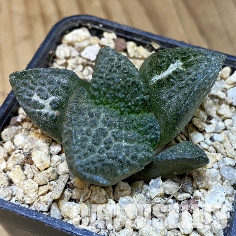 SH31296 Ariocarpus fissuratus ‘Godzilla’ hybrid , own roots seedling