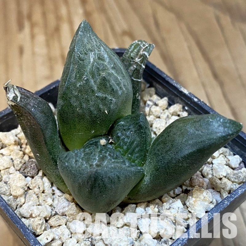 SH31297 Ariocarpus fissuratus ‘Godzilla’ hybrid , own roots seedling