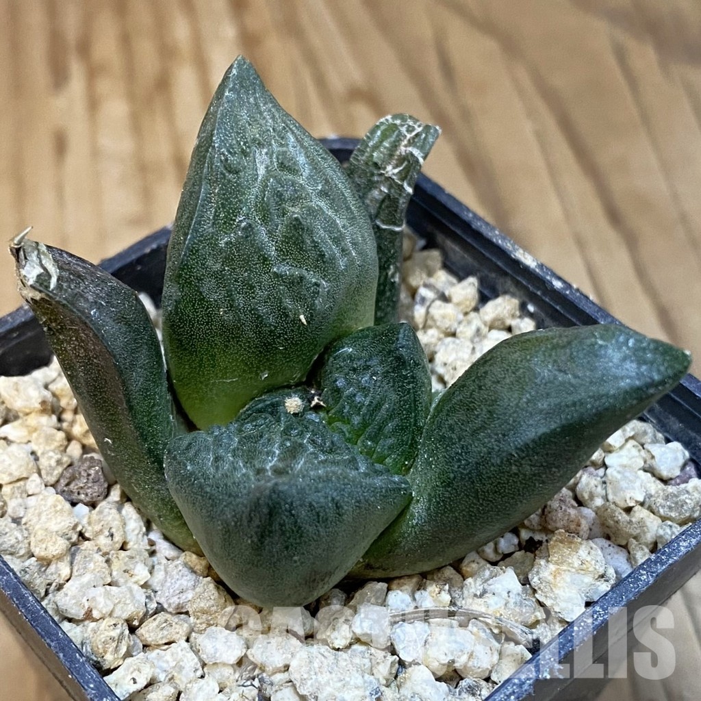 SH31297 Ariocarpus fissuratus ‘Godzilla’ hybrid , own roots seedling