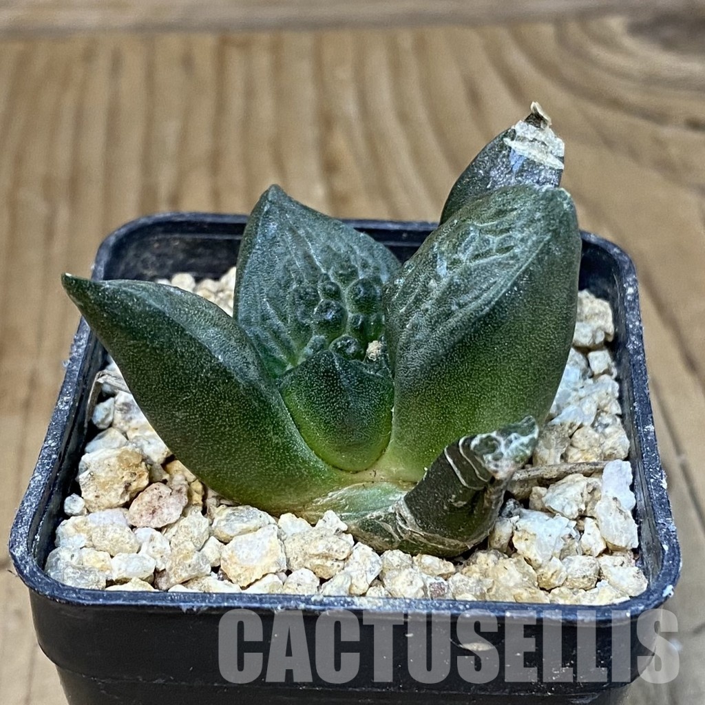 SH31297 Ariocarpus fissuratus ‘Godzilla’ hybrid , own roots seedling - 画像 (2)