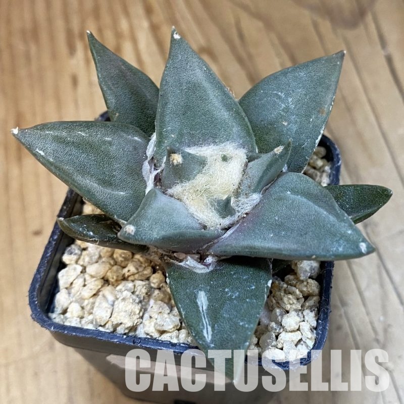 SH31298 Ariocarpus trigonus hybrid, own roots seedling