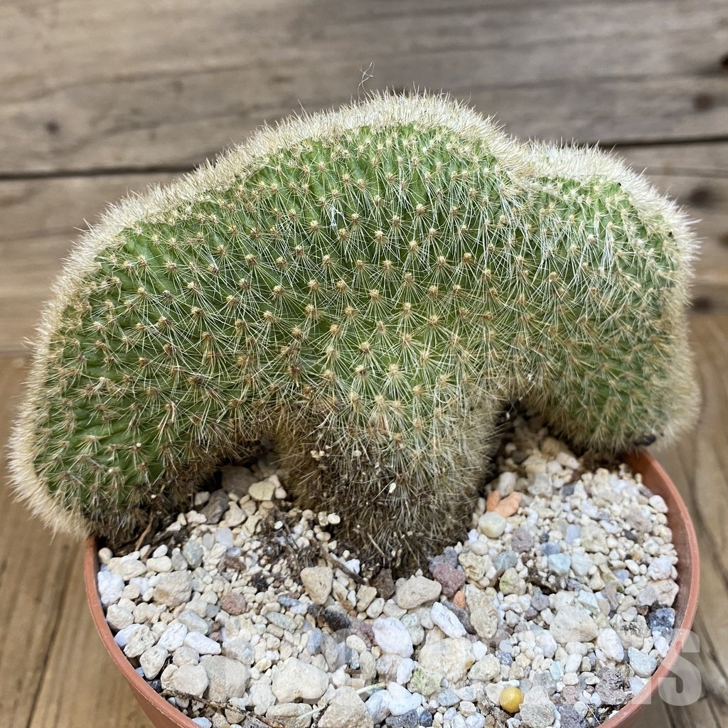 SH31193 Cleistocactus winteri f. cristata - Зображення 2