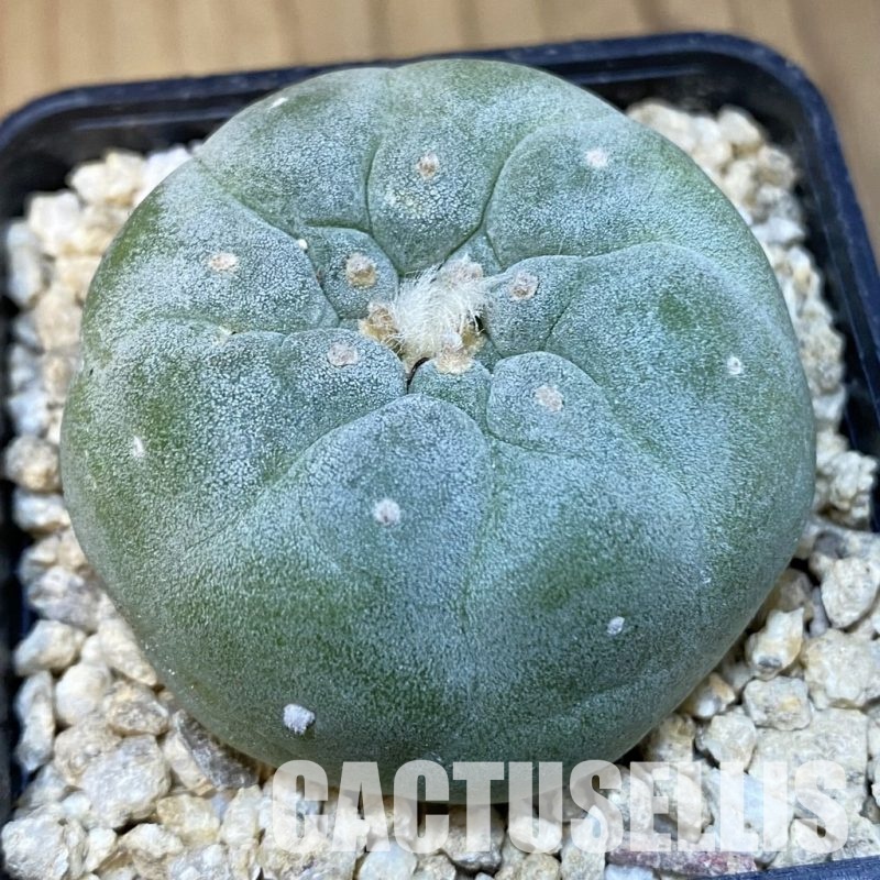 SH31300 Anhalonium frichii hybrid, seedling, own roots