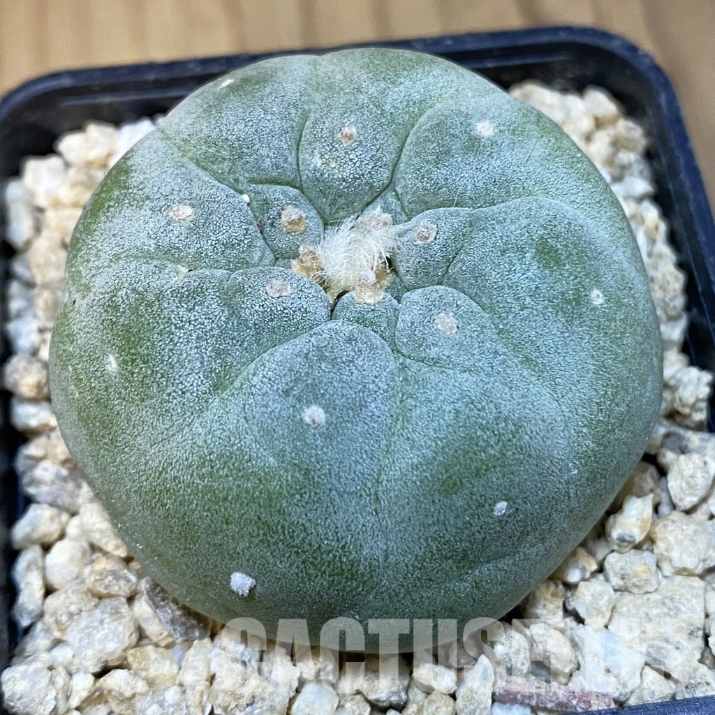 SH31300 Anhalonium frichii hybrid, seedling, own roots