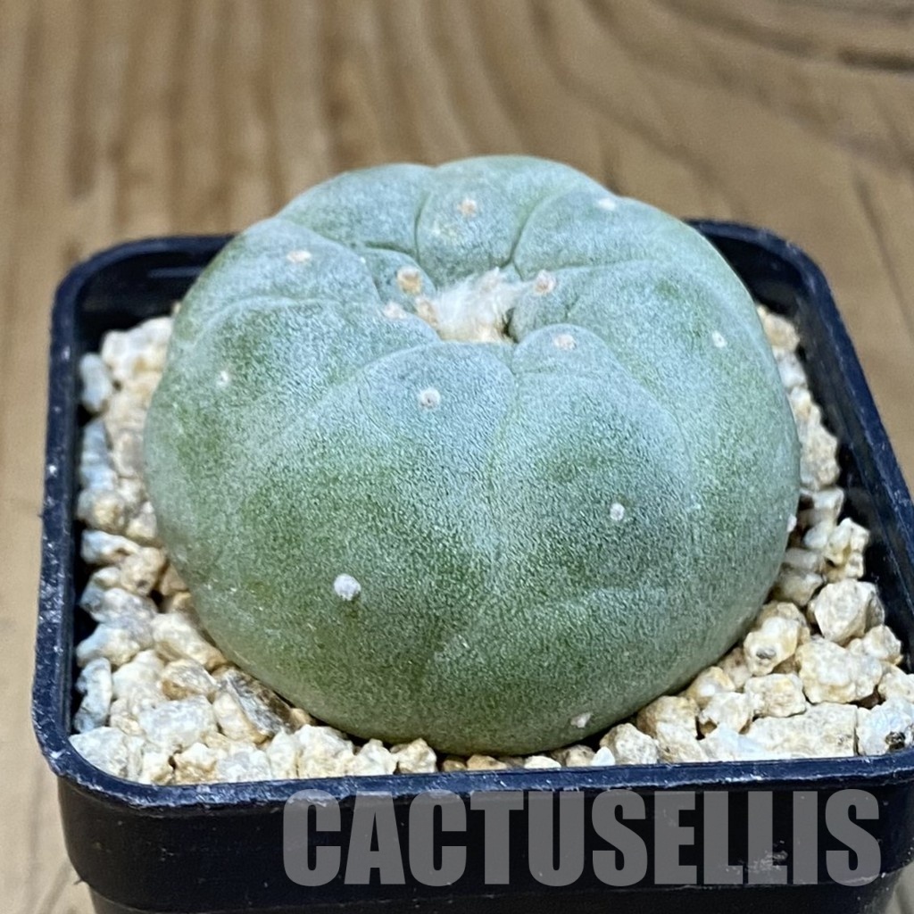 SH31300 Anhalonium frichii hybrid, seedling, own roots – Image 2