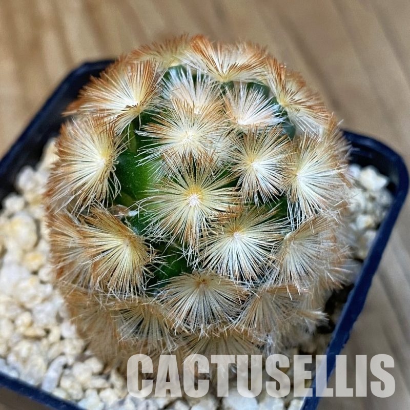 SH31301 Mammillaria carmenae v. rubrispina