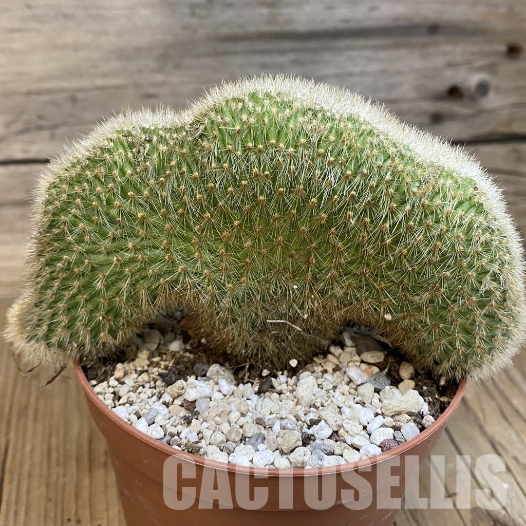 SH31193 Cleistocactus winteri f. cristata - Зображення 3