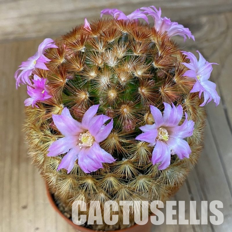SH697 Mammillaria carmenae f. rubrispina