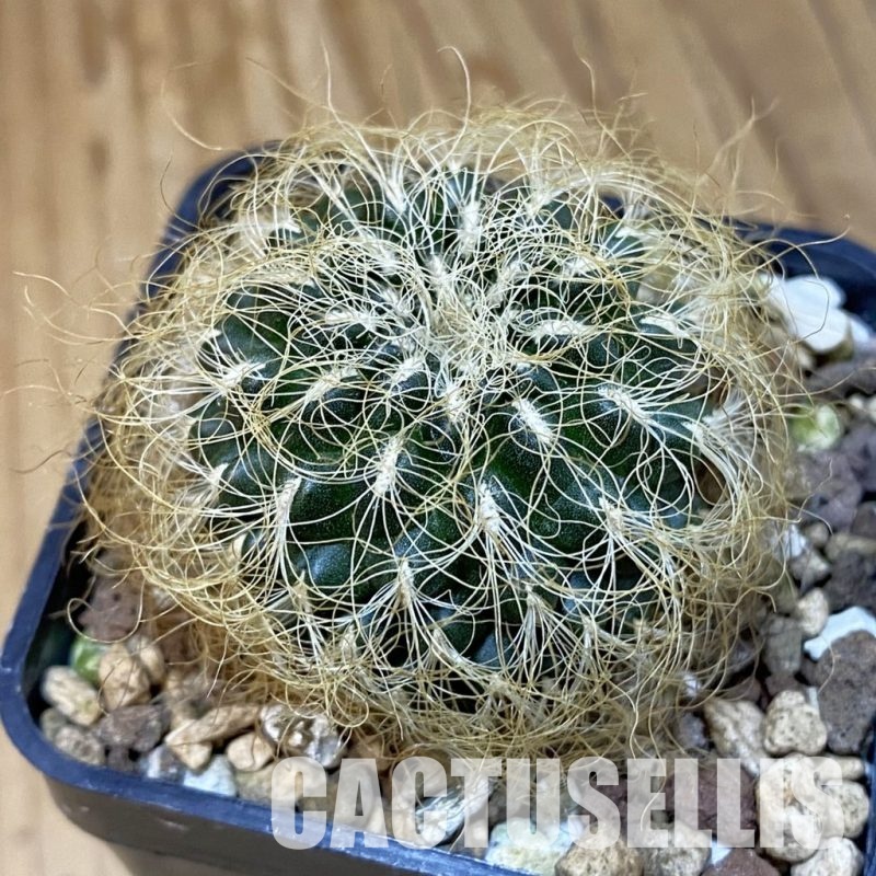 SH20812 Sulcorebutia patriciae