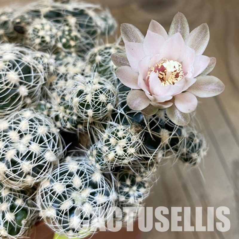 SH4949 Gymnocalycium bruchii v. niveum