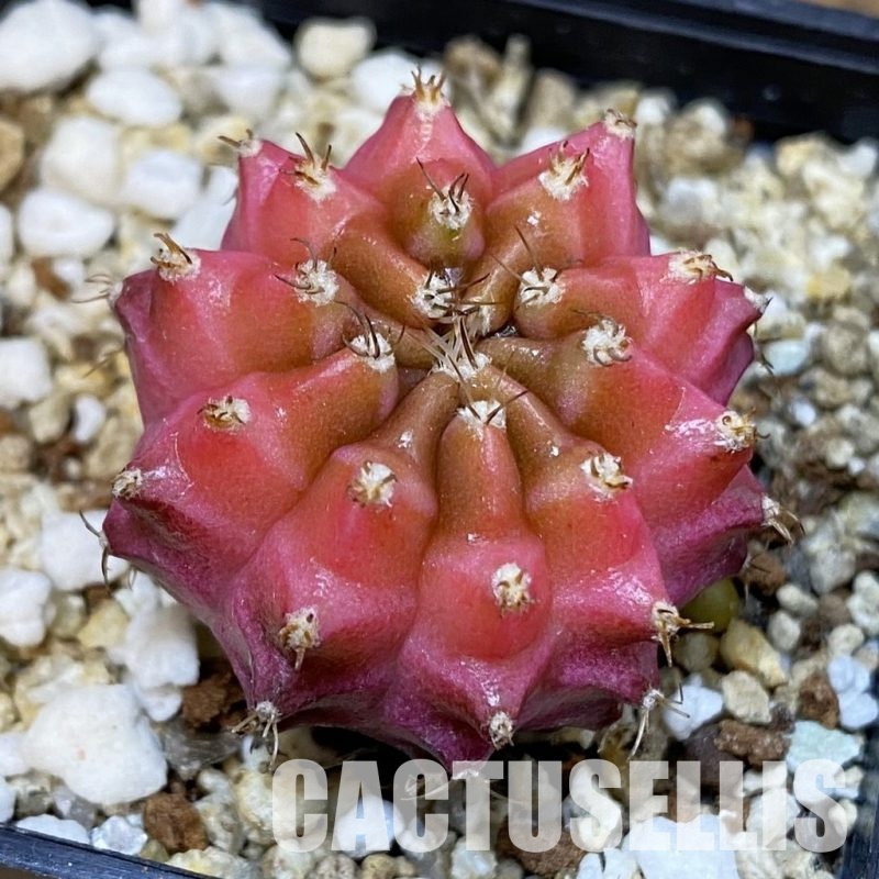 SH19412 Gymnocalycium mihanovichii 'Neon'