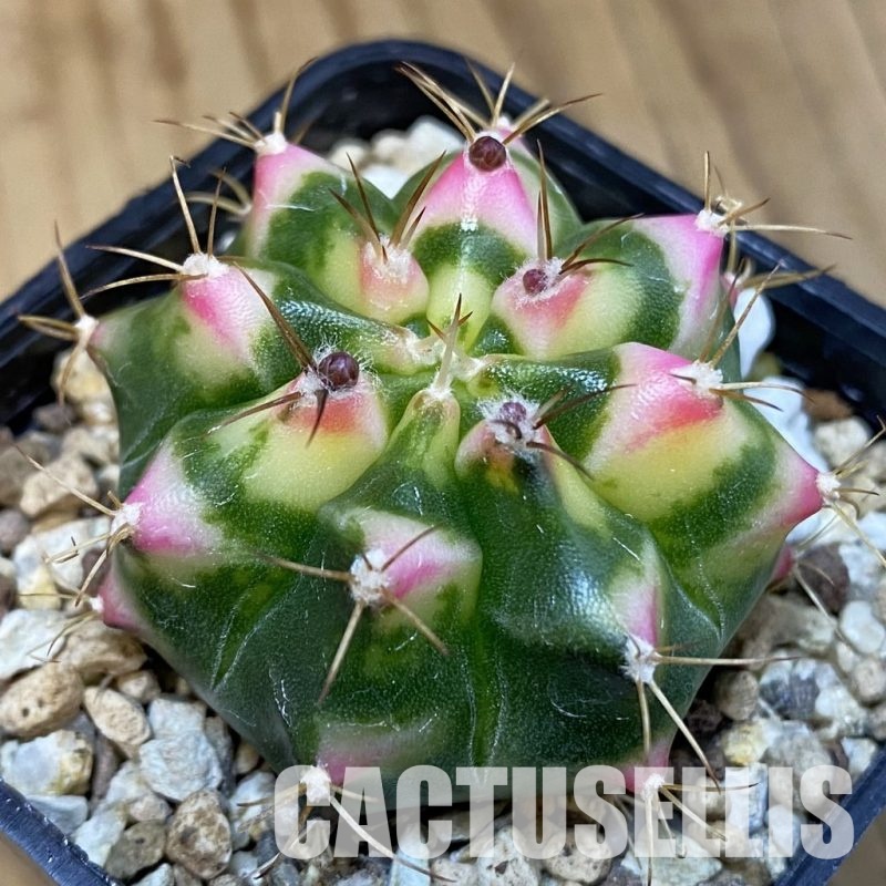 SH19429 Gymnocalycium mihanovichii 'Flower Field'